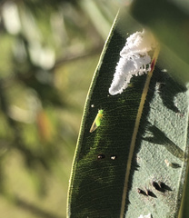 Eucalyptolyma maideni