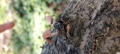Mycena clarkeana