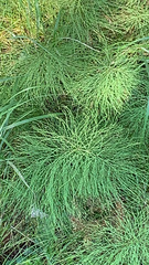 Equisetum sylvaticum
