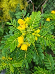 Senna multiglandulosa