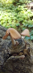 Mycena clarkeana