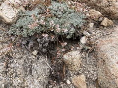 Eriogonum wrightii subscaposum