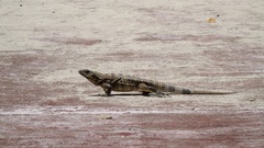 Ctenosaura similis