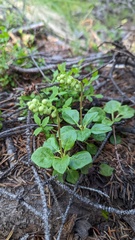 Orthilia secunda