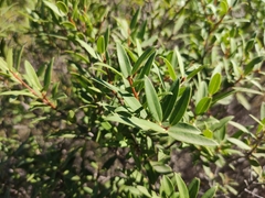 Phillyrea angustifolia