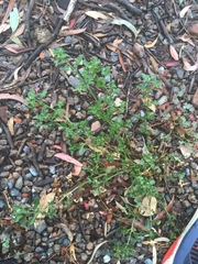 Chenopodium robertianum