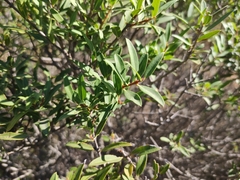 Phillyrea angustifolia