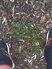Chenopodium robertianum