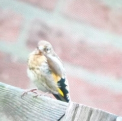 Carduelis carduelis