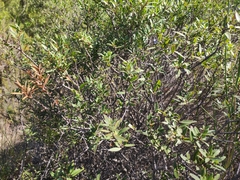 Phillyrea angustifolia