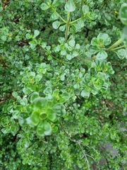 Prostanthera rotundifolia