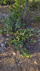 Shepherdia canadensis