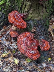 Ganoderma tsugae