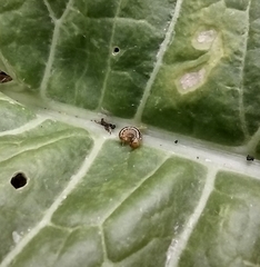 Pterygota