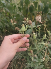 Silene latifolia alba