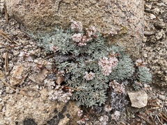 Eriogonum wrightii subscaposum