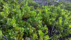 Arctostaphylos uva-ursi