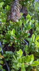 Arctostaphylos uva-ursi
