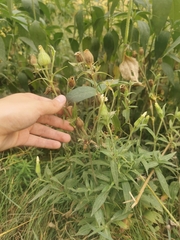 Silene latifolia alba