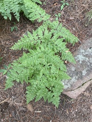Pteridium aquilinum pubescens