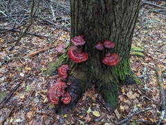 Ganoderma tsugae