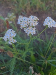 Achillea millefolium