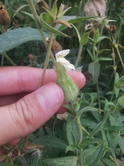 Silene latifolia alba