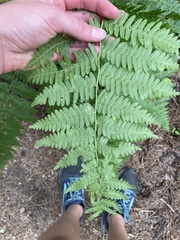 Pteridium aquilinum pubescens