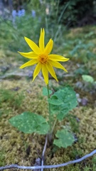 Arnica cordifolia