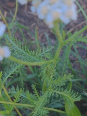 Achillea millefolium