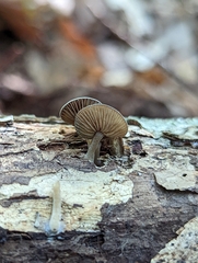 Simocybe