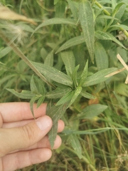 Silene latifolia alba