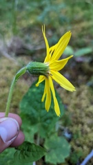Arnica cordifolia
