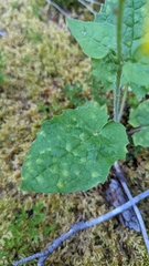 Arnica cordifolia