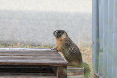 Marmota flaviventris