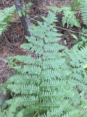 Pteridium aquilinum pubescens