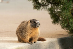 Marmota flaviventris