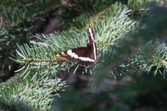 Limenitis lorquini