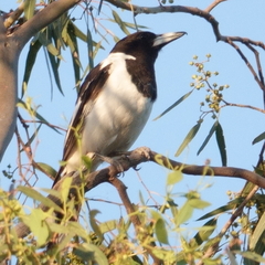 Cracticus nigrogularis