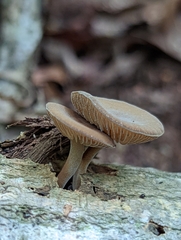 Simocybe