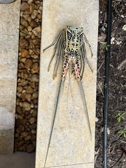 Panulirus versicolor