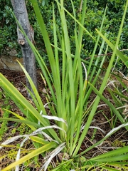 Dietes grandiflora