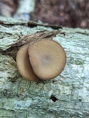 Simocybe