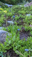 Veronica wormskjoldii