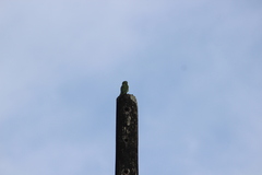 Forpus conspicillatus