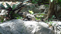 Ctenosaura similis