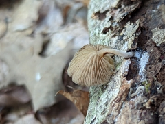 Simocybe