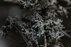 Hypogymnia physodes