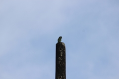 Forpus conspicillatus