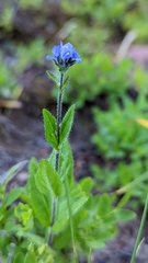 Veronica wormskjoldii